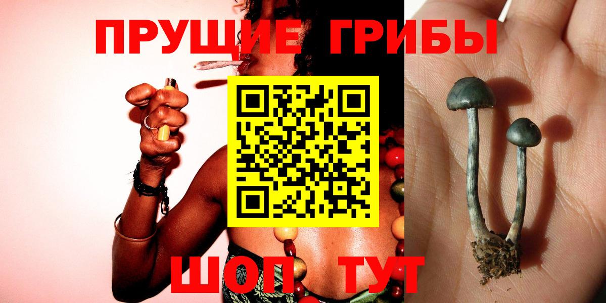 Галлюциногенные грибы Psilocybe Балашов